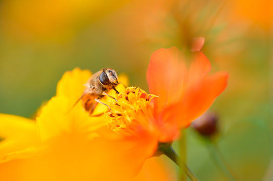 Used Tamron AF 90mm F2.8 Di Macro Lens for Nikon