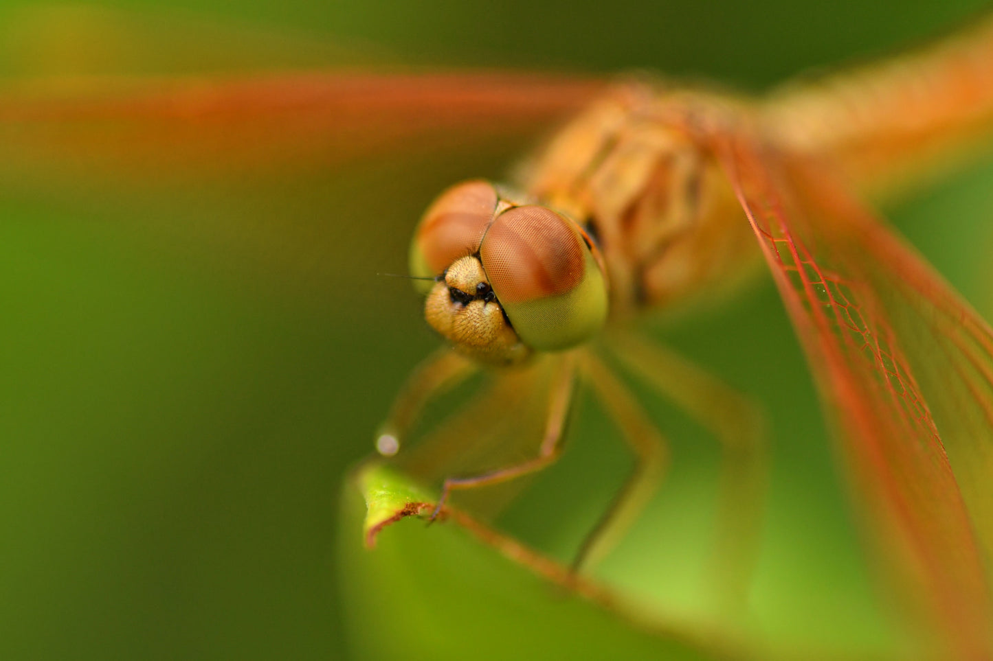 Tokina AT-X PRO M 100mm F2.8D Macro Lens